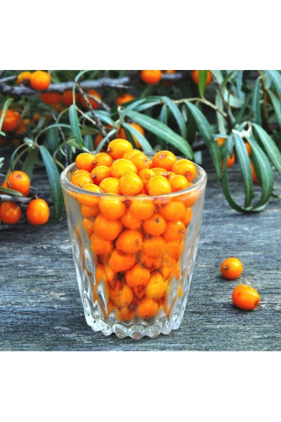 Hippophae rhamnoides Dora 